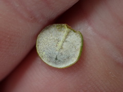 Olearia nummulariifolia