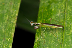 Hapalopeza tigrina