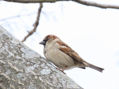 Passer domesticus