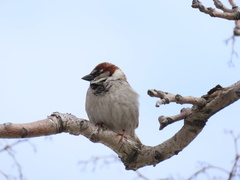 Passer domesticus