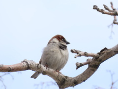 Passer domesticus