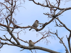 Passer domesticus