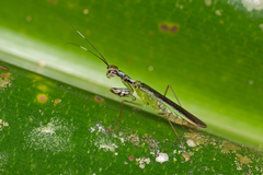 Hapalopeza tigrina