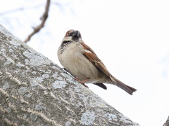 Passer domesticus