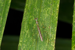 Hapalopeza tigrina