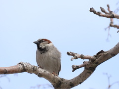 Passer domesticus
