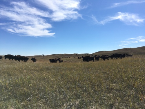 American Bison photographed in Nebraska