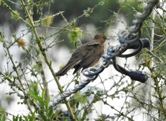Black-Billed Thrush photo 6