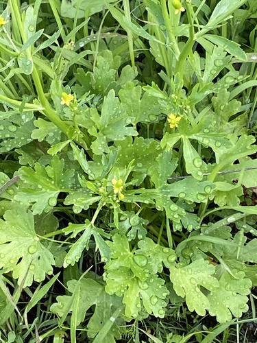 Ranunculus sceleratus image