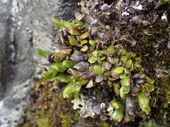 Notogrammitis crassior