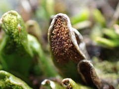 Notogrammitis crassior