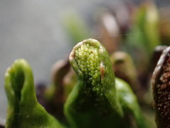 Notogrammitis crassior