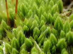 Conostomum pentastichum