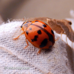 Harmonia octomaculata