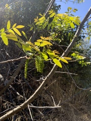 Juglans californica