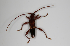 Coptocercus aberrans