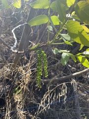 Juglans californica