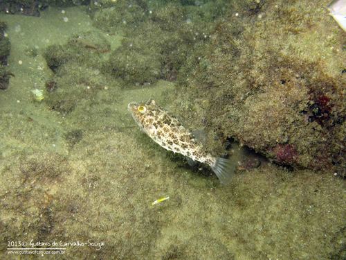 Checkered Puffer