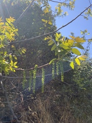 Juglans californica