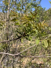 Juglans californica