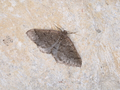 Aleucis distinctata