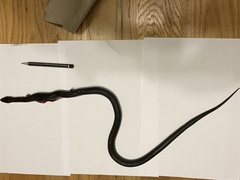 Lycodonomorphus inornatus