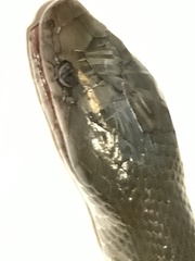 Lycodonomorphus inornatus