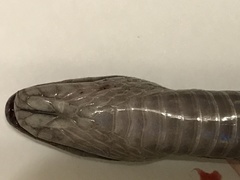 Lycodonomorphus inornatus