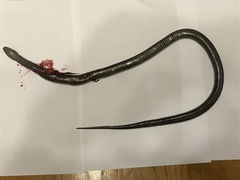 Lycodonomorphus inornatus