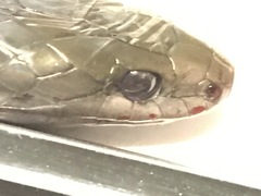 Lycodonomorphus inornatus