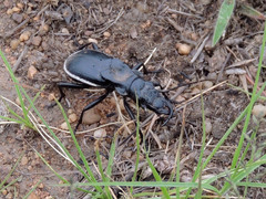 Anthia circumscripta