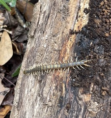 Hemiscolopendra