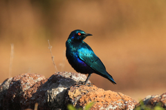 Lamprotornis chloropterus
