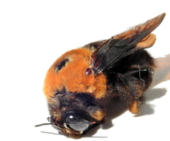 Xylocopa flavorufa