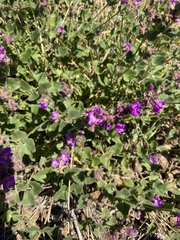 Mirabilis laevis