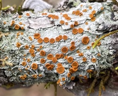 Brigantiaea leucoxantha