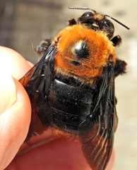 Xylocopa flavorufa