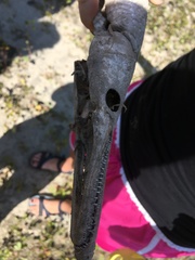 Lepisosteus platostomus