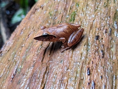 Pristimantis chiastonotus