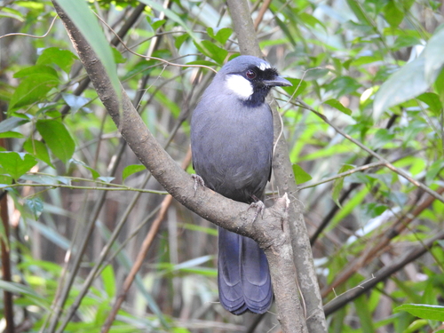 Pterorhinus chinensis