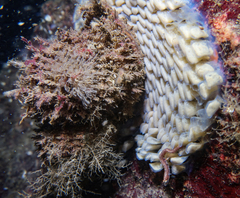 Fusitriton oregonensis