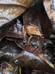 Pristimantis chiastonotus