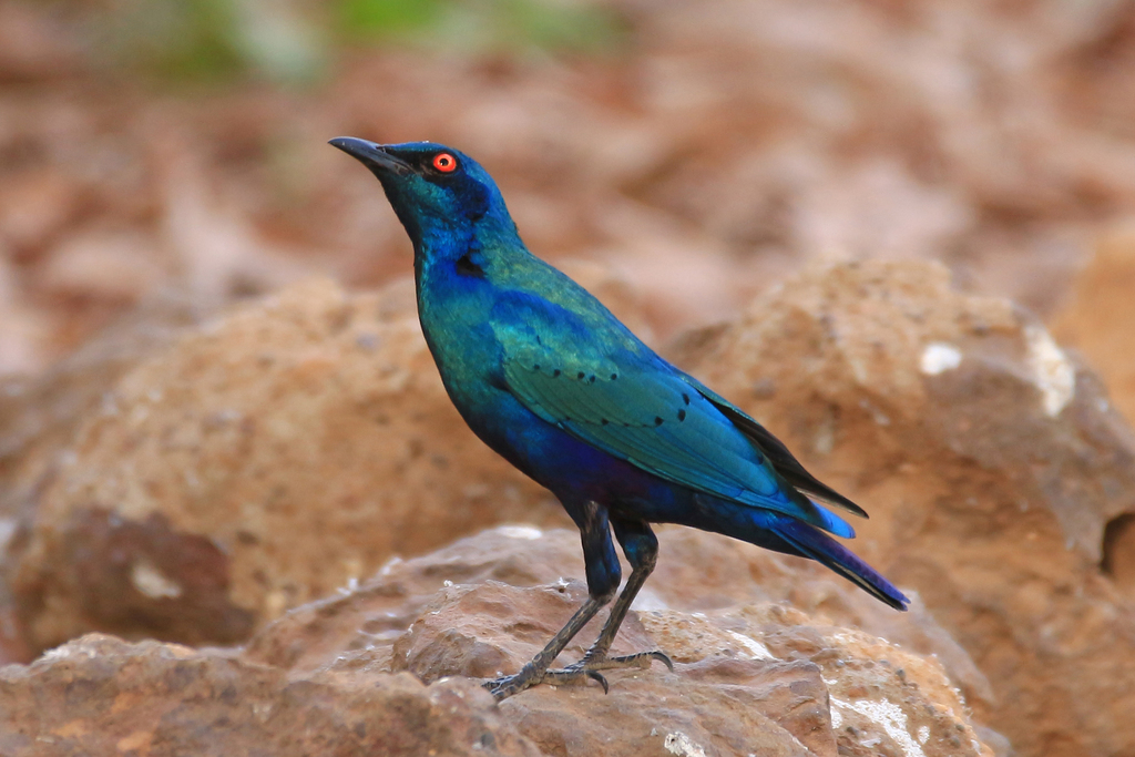 Bronze-tailed Starling (Lamprotornis chalcurus) photo