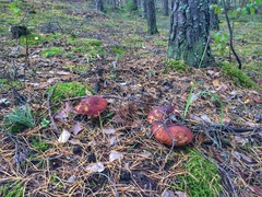 Boletus pinophilus