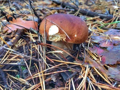Boletus pinophilus