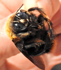 Xylocopa flavorufa