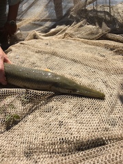 Lepisosteus platostomus