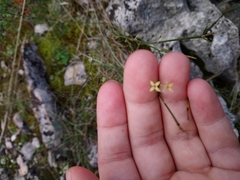 Asperula aristata