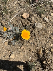 Eschscholzia californica maritima