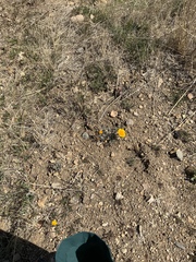 Eschscholzia californica maritima